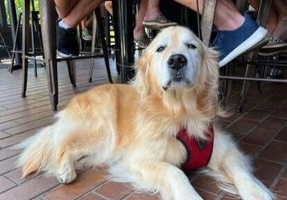 Blog #140 Outdoor Dining w_Dogs - Nomans - PC Nomans FB Page